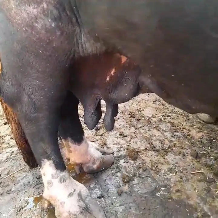 pregnant buffalo — photo 3