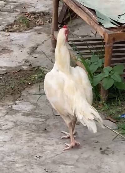 Aseel male for sale