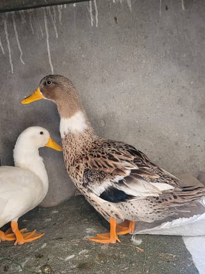 ducks beautiful  pair for sale  white female and fawn  male