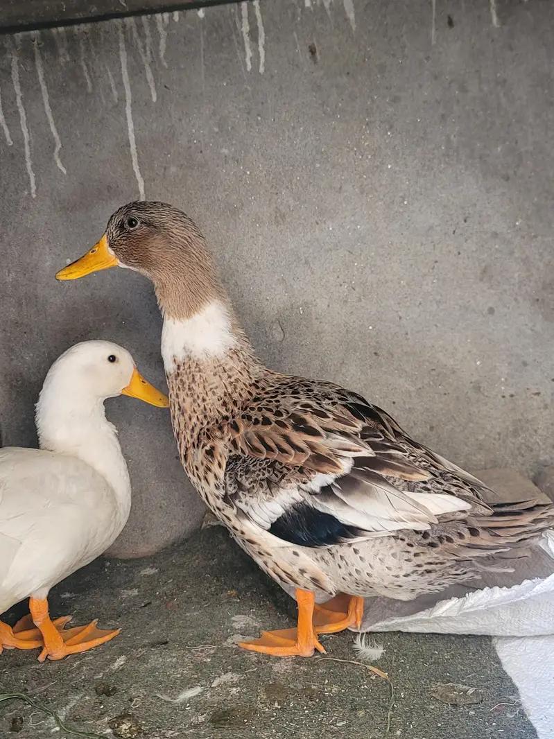 ducks beautiful  pair for sale  white female and fawn  male