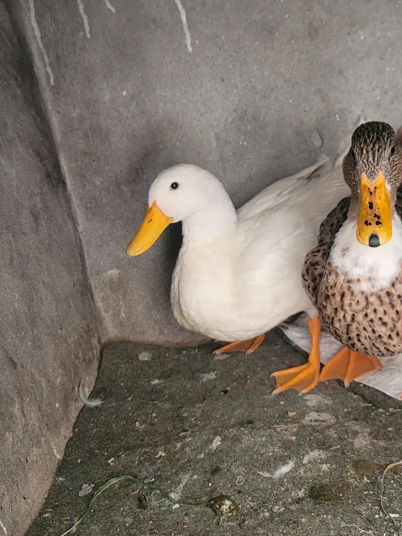 ducks beautiful  pair for sale  white female and fawn  male — photo 2