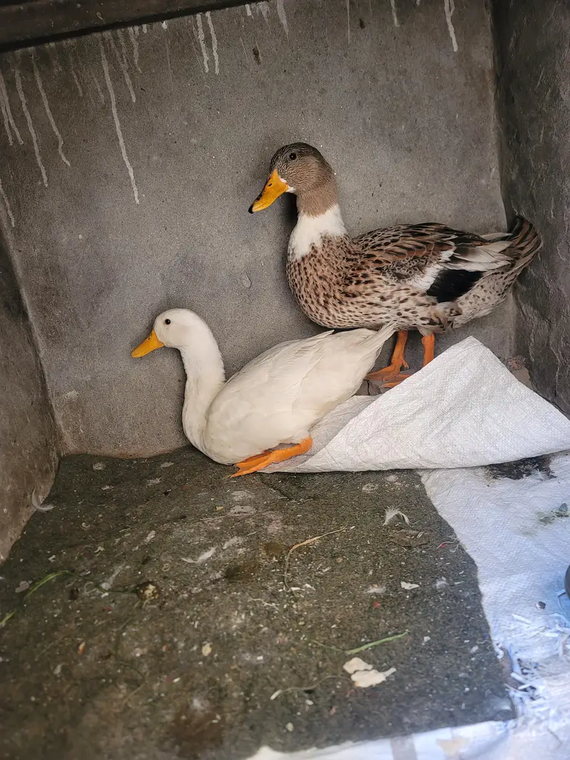 ducks beautiful  pair for sale  white female and fawn  male — photo 3