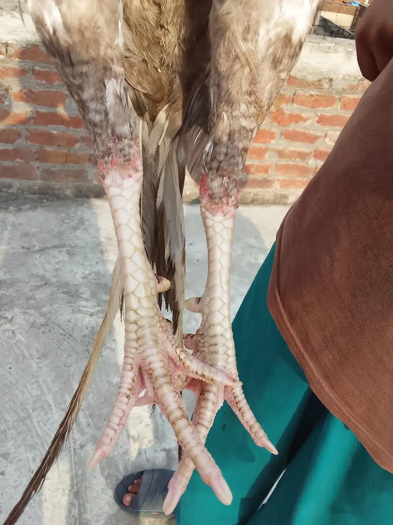 Saleta Aseel exchange possible — photo 5