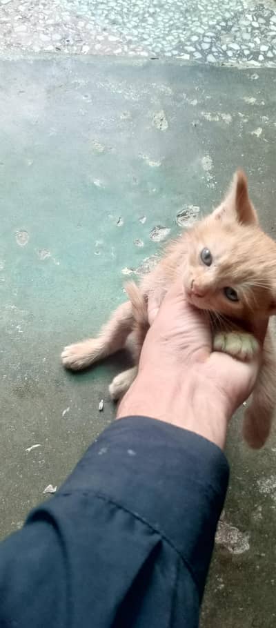 orange white kitten