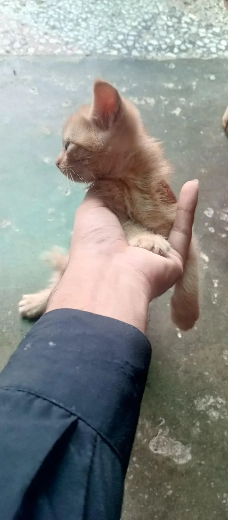 orange white kitten — photo 2
