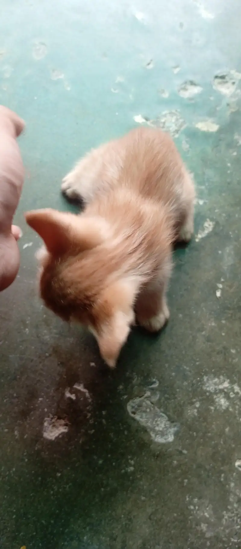 orange white kitten — photo 3