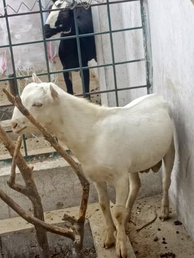 Rajinpuri tada