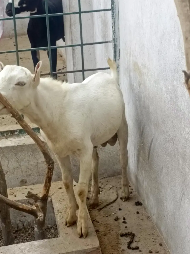 Rajinpuri tada — photo 2