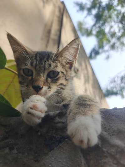 Egyptian Cat