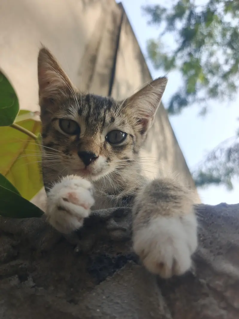 Egyptian Cat — photo 2