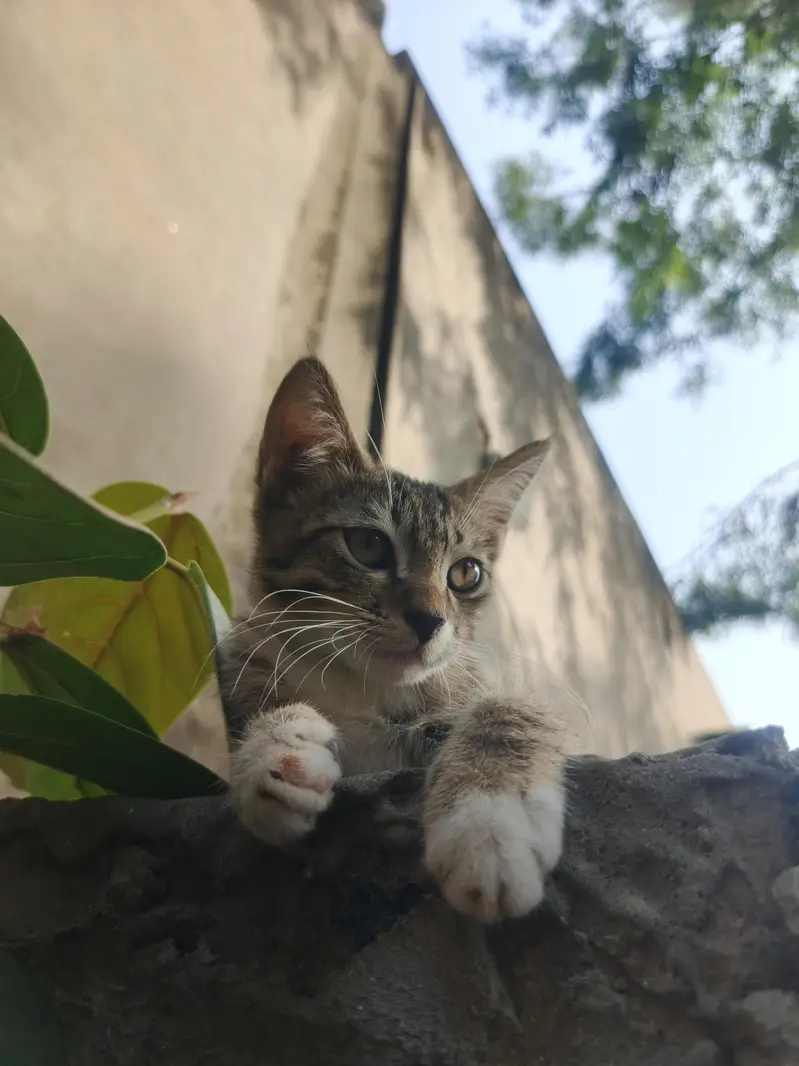 Egyptian Cat — photo 3