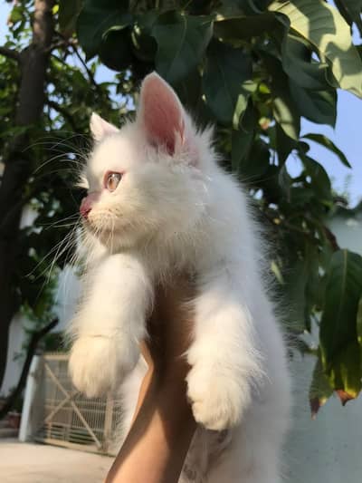 Persian cats Pair tripple coat