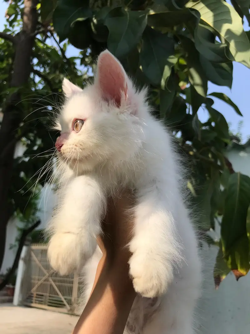Persian cats Pair tripple coat — photo 3