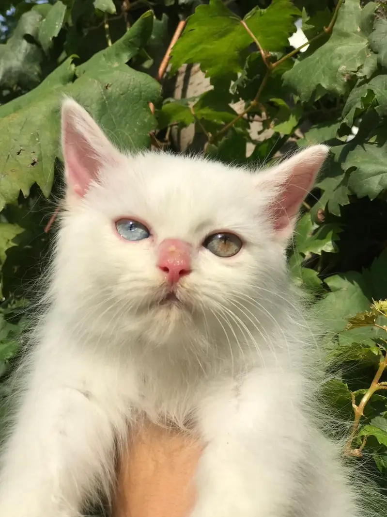 Persian cats Pair tripple coat — photo 9