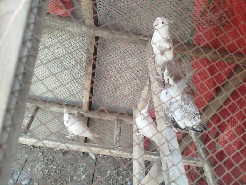 Free m 0