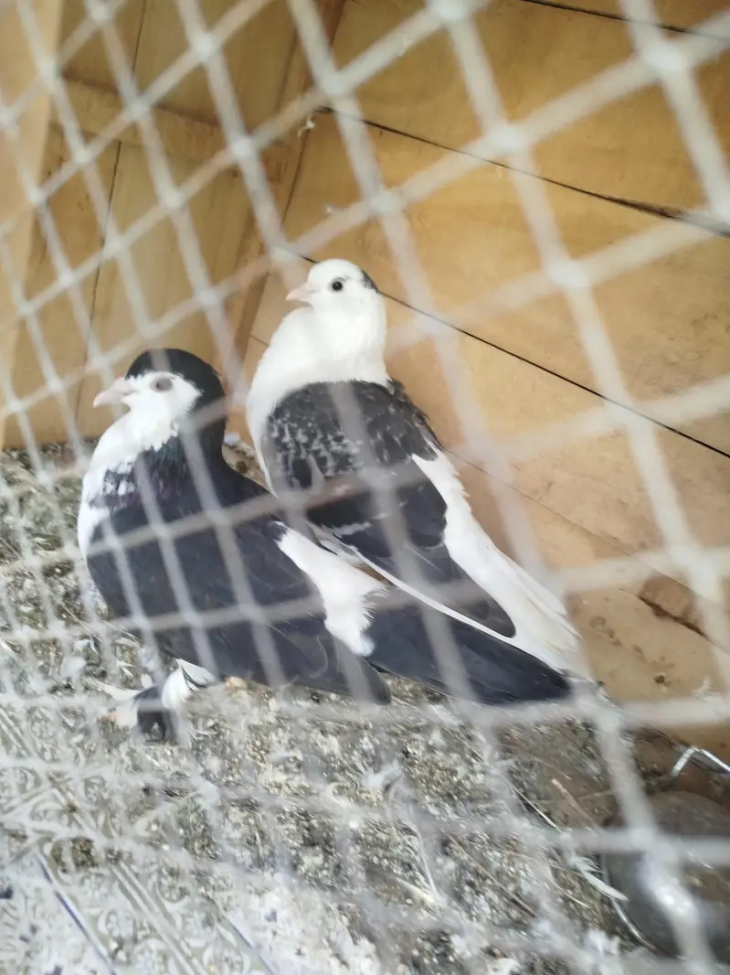 Free m — photo 2