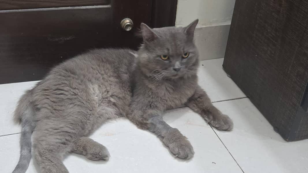 cat for adoption 0