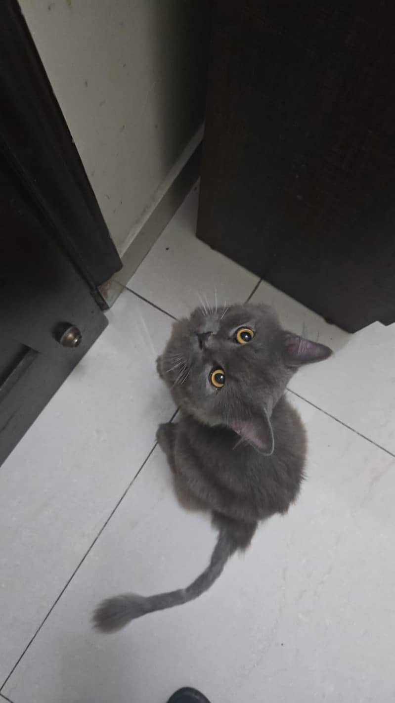 cat for adoption 1
