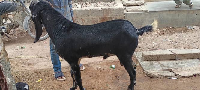 brider Bakra white eyes 12 months