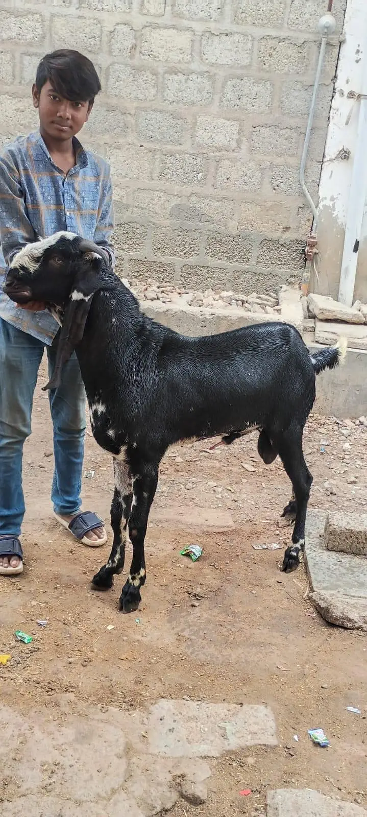 brider Bakra white eyes 12 months — photo 2