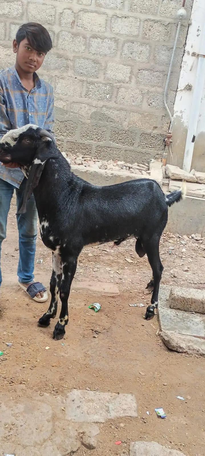 brider Bakra white eyes 12 months — photo 3