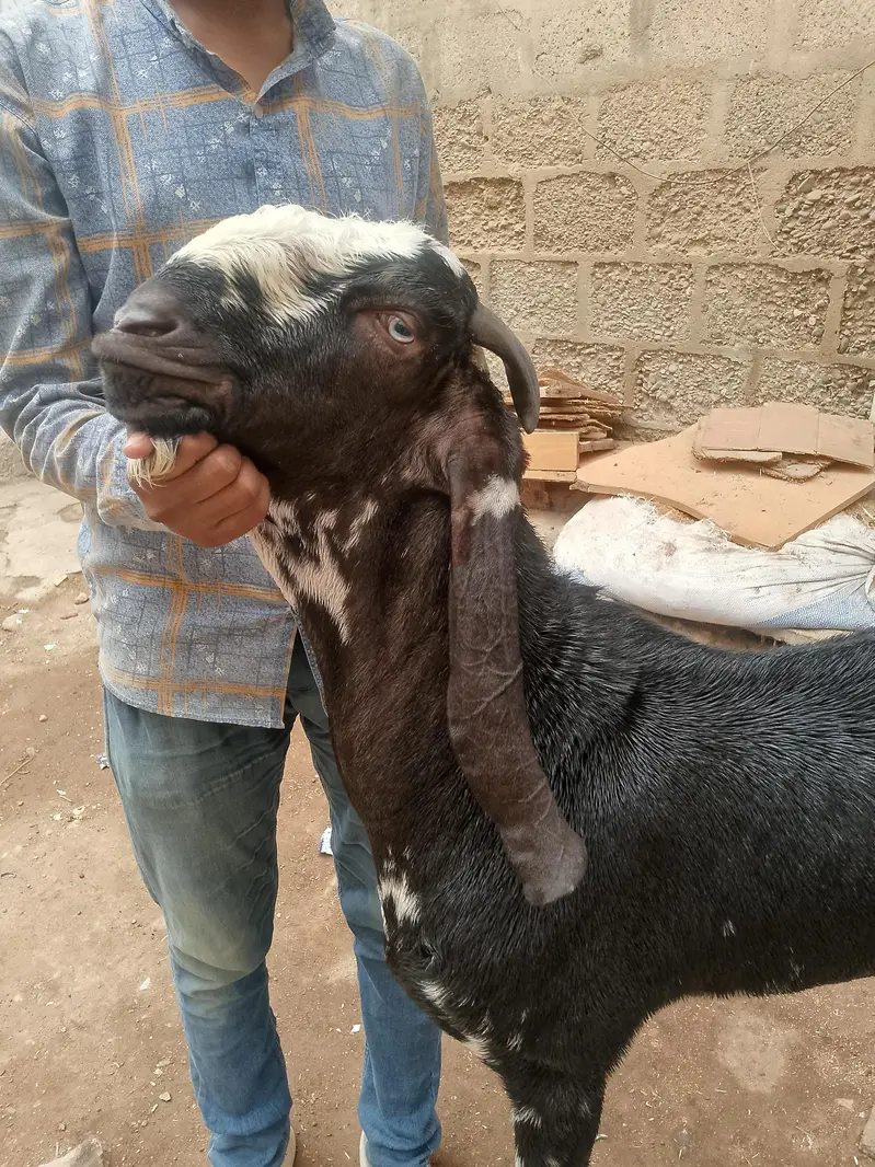 brider Bakra white eyes 12 months — photo 4