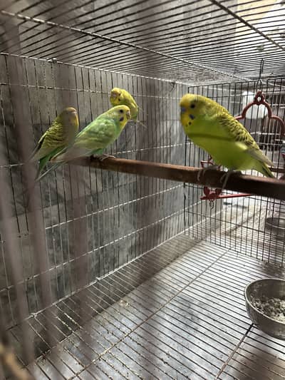 Australian parrot breeder pair gurantee Whastapp 03241876757