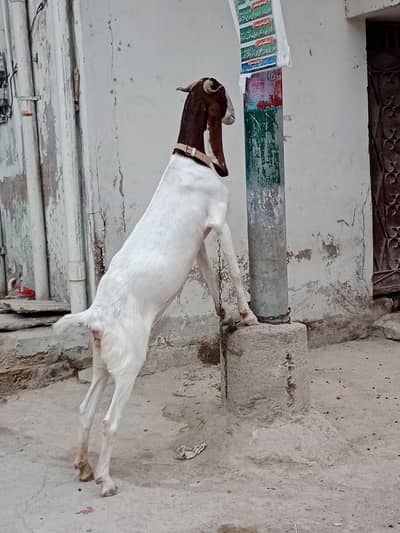 Kamori Bakri patt hy ready hy breed k liye