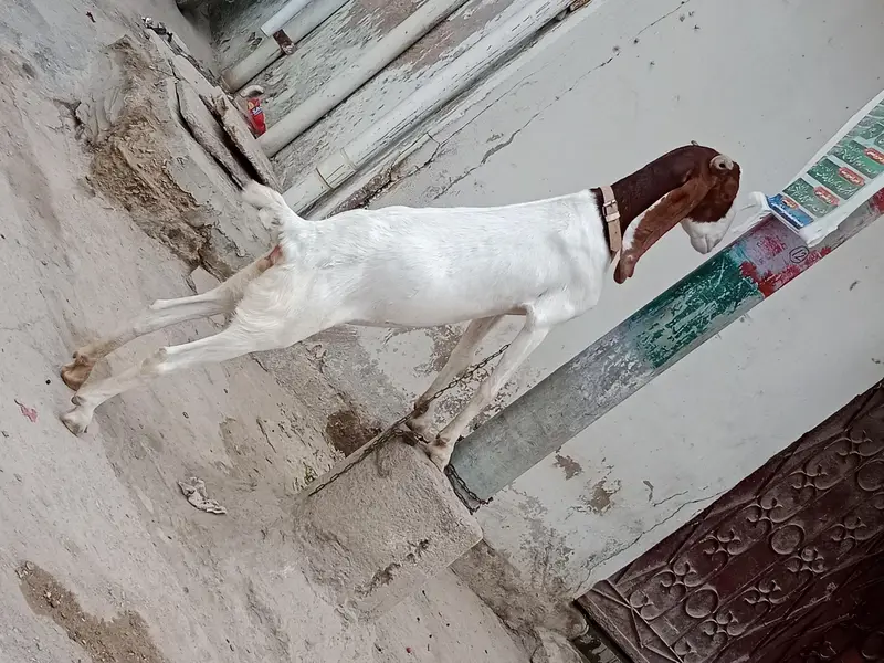 Kamori Bakri patt hy ready hy breed k liye — photo 2