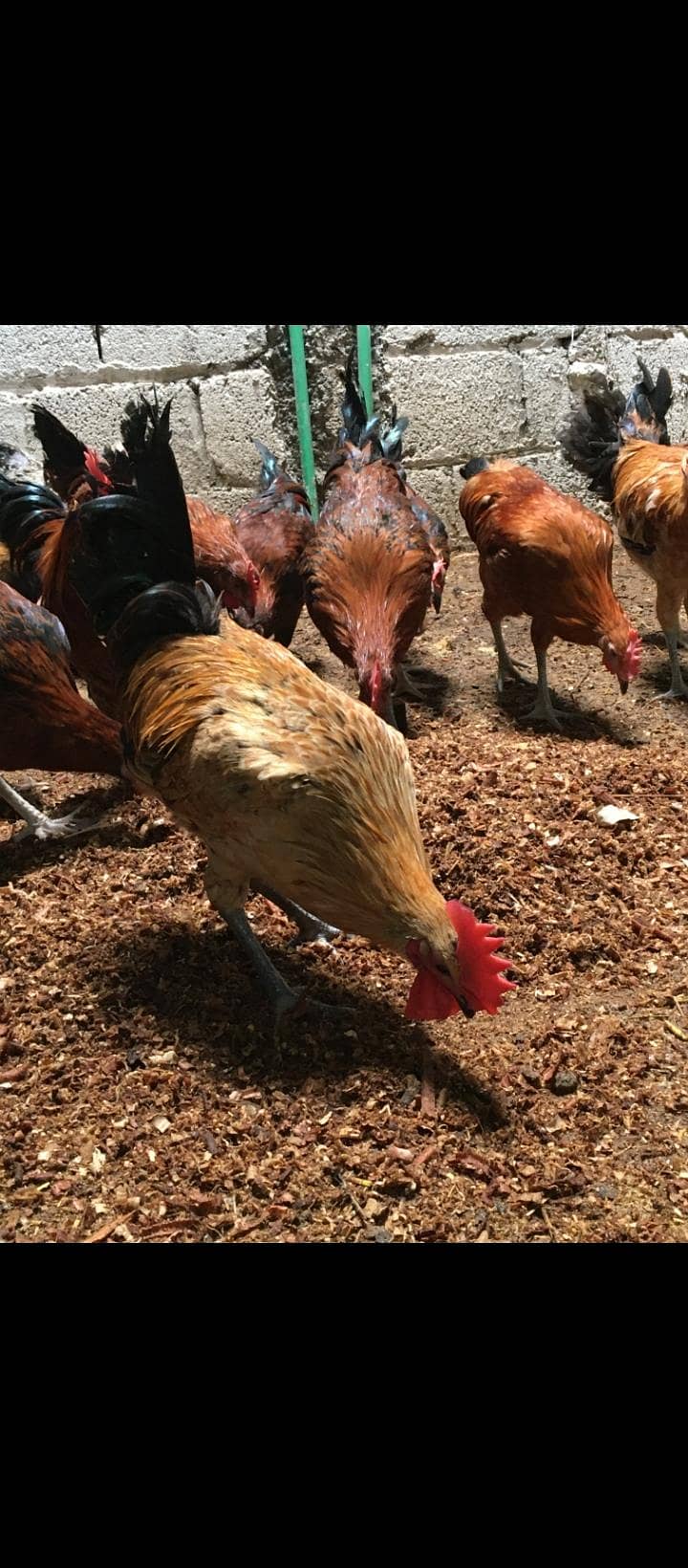 Desi Murga 1