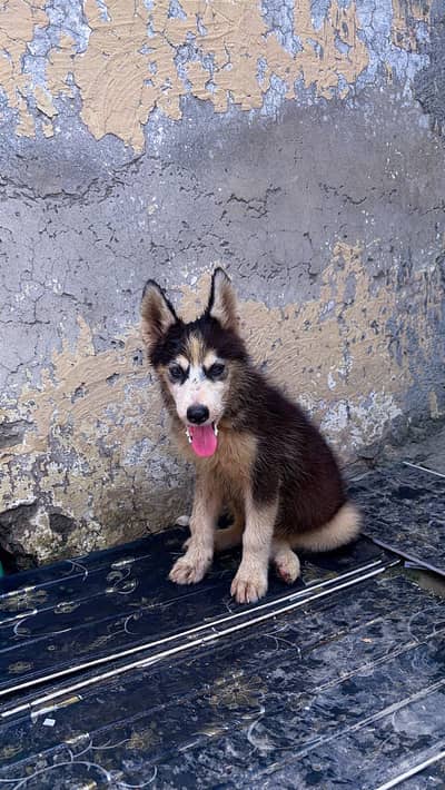 Husky baby for sale