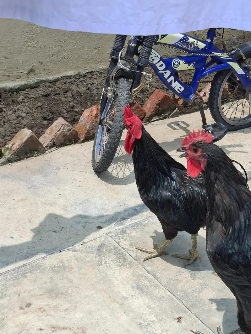 australorp male 2 — photo 2