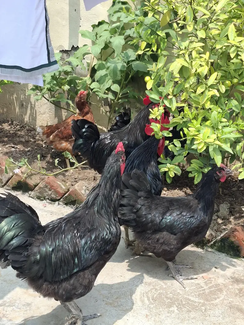 australorp male 2 — photo 3