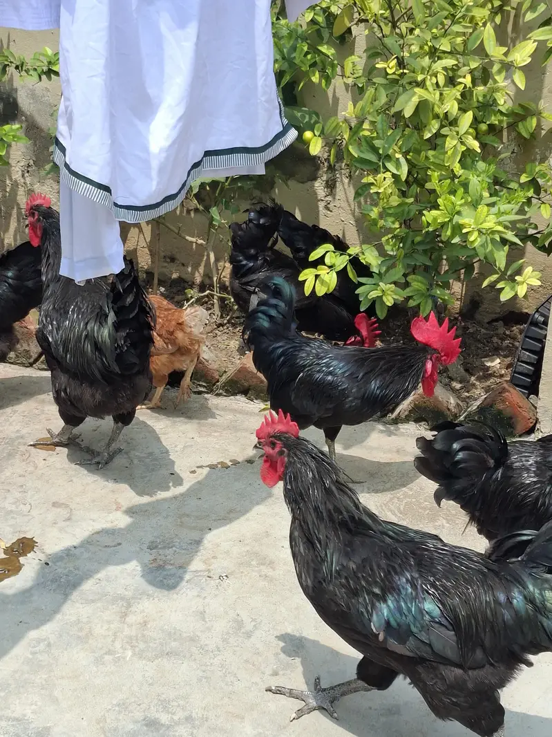 australorp male 2 — photo 4