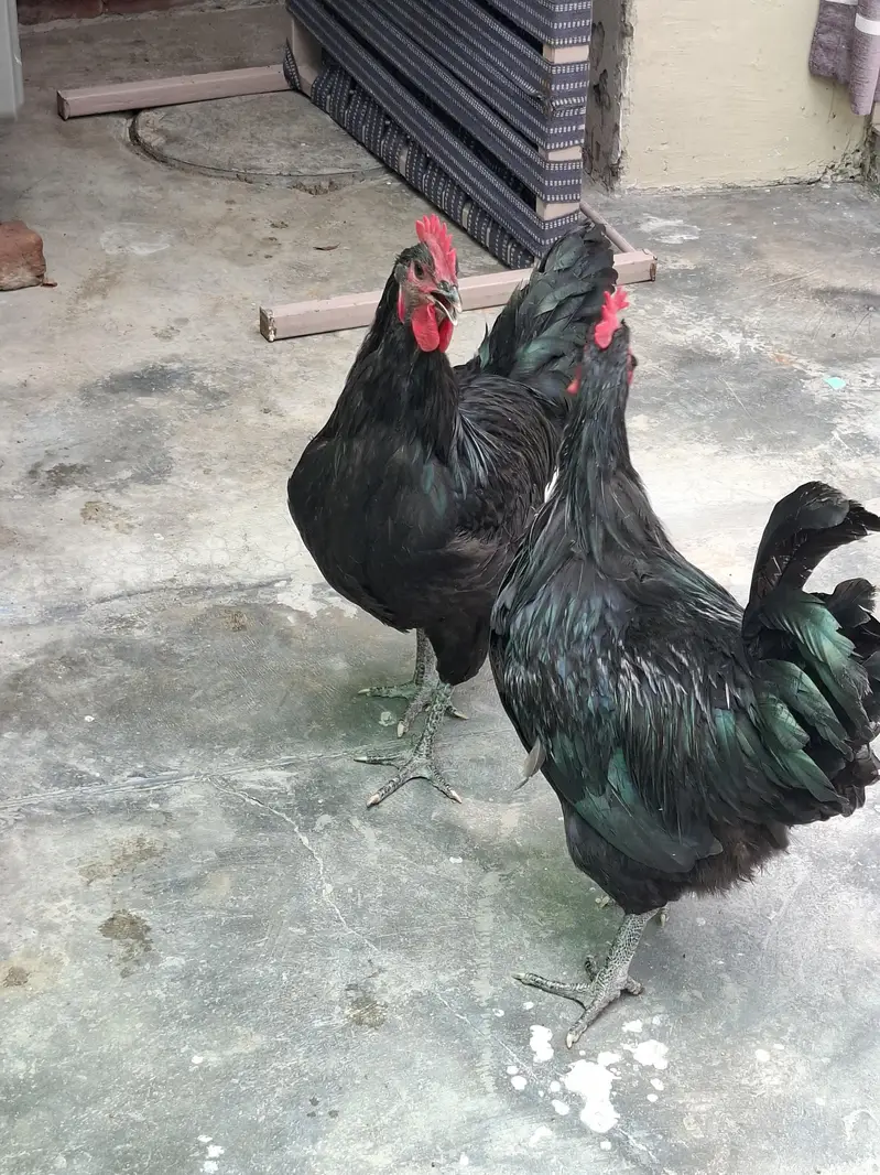 australorp male 2 — photo 8