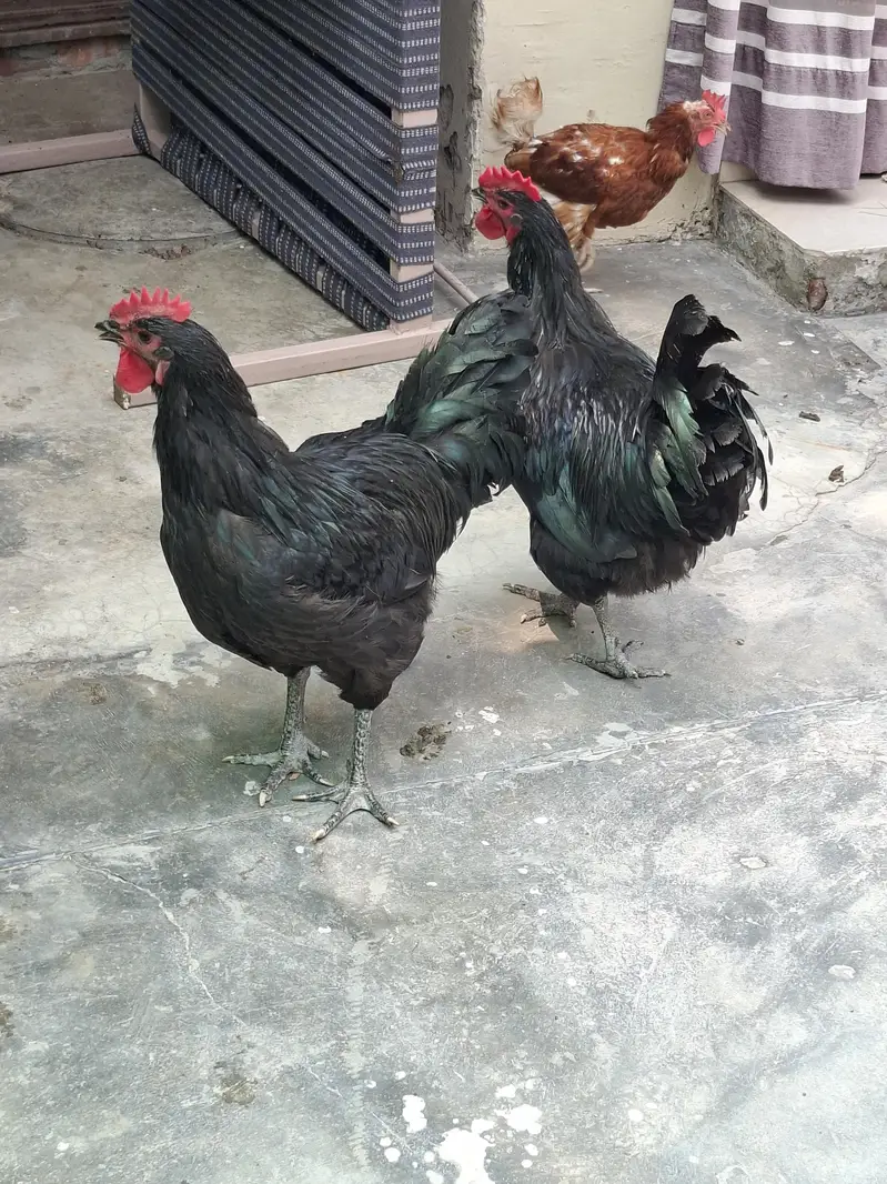australorp male 2 — photo 9