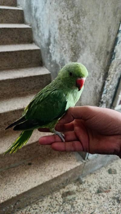 KASHMIRI PARROT hand feeded 