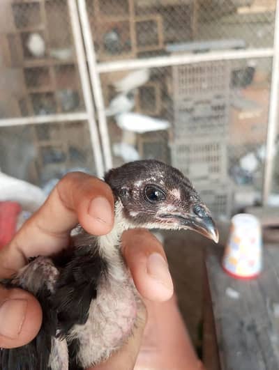 Black eyes Thai aseel chick