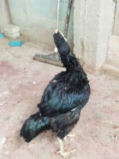 aseel mushkil female