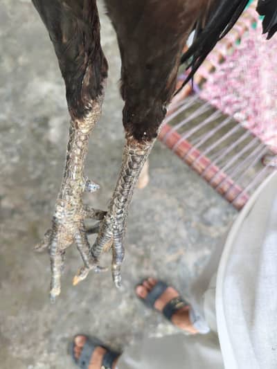 Healthy Male Bird for Sale