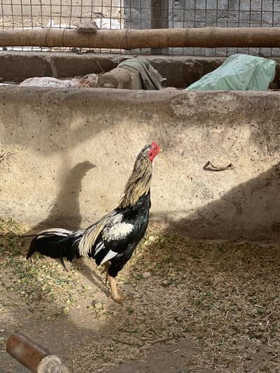 Murgha for sale
