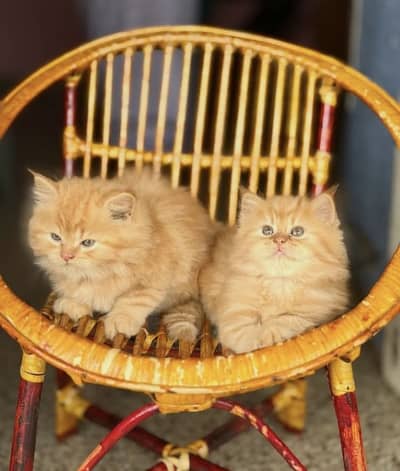 Quality Persian Punchface cat & kitten. moreWhatsApp 03714663282