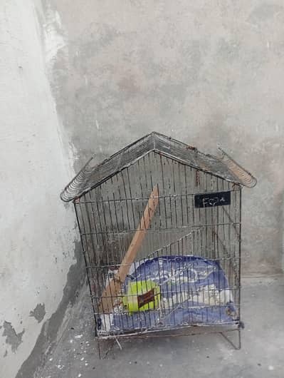 birds pinjra 2