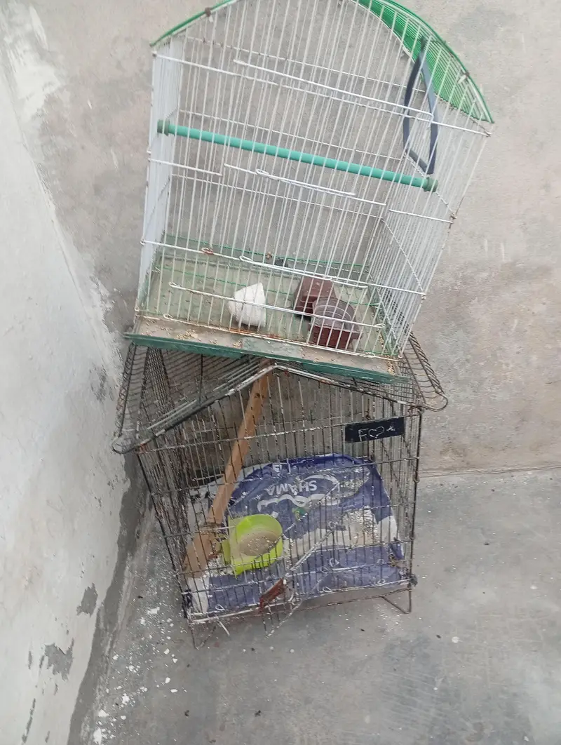 birds pinjra 2 — photo 3