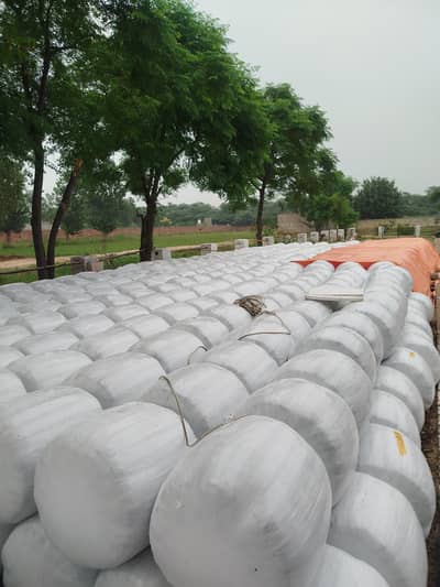 Corn Silage - AAA Quality