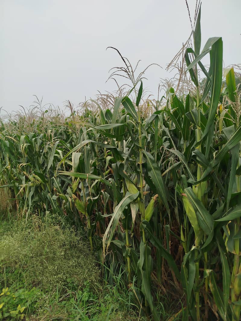 Corn Silage - AAA Quality 1