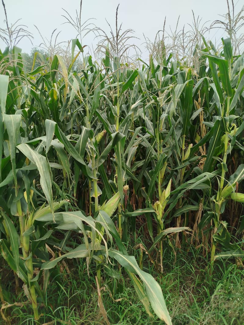 Corn Silage - AAA Quality 2