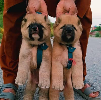 Alabai Pair / security Dog / Afghan Kochi / King kurdish kangal pair
