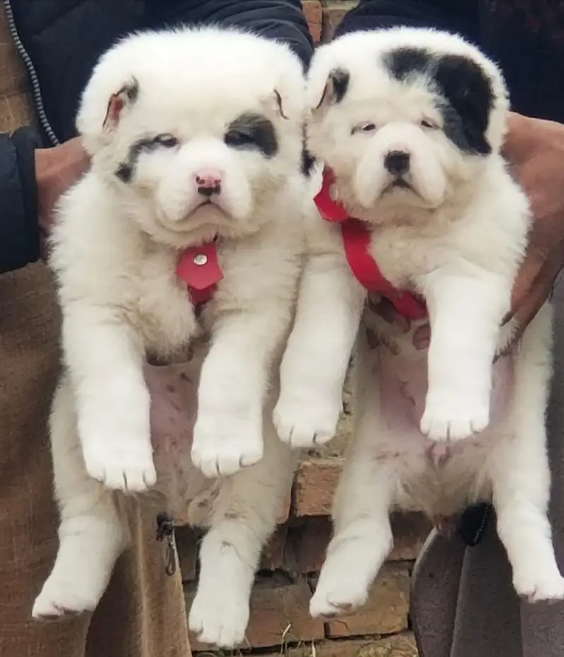 Alabai Pair / security Dog / Afghan Kochi / King kurdish kangal pair — photo 2