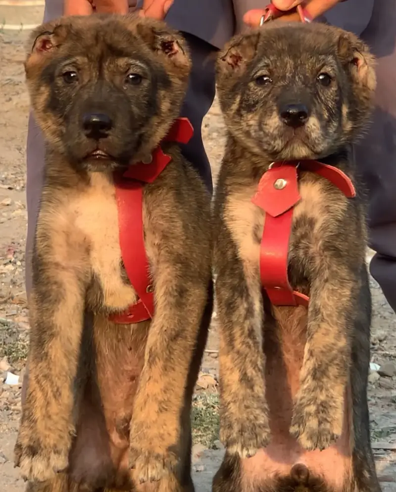 Alabai Pair / security Dog / Afghan Kochi / King kurdish kangal pair — photo 3